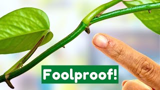 BEST Way To Propagate Pothos From Cuttings [upl. by Norse]