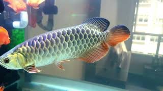 My 24k blue base crossback golden arowana [upl. by Sheehan]