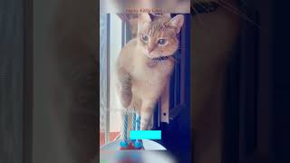 🐱 Funny Cats  Hilarious Cat Moments Compilation  Try Not to Laugh Challenge EP 9753 [upl. by Rella]