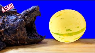 ASMR Turtle Tortoise Eating Fruit MELON 🐢4 ASMR Animal [upl. by Lund]