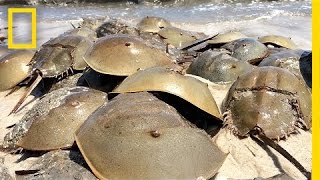 Horseshoe Crabs Mate in Massive Beach quotOrgyquot  National Geographic [upl. by Bellis]