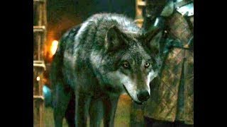 Game of ThronesDIREWOLVES ALL SCENESSeason 2Игра ПрестоловЛЮТОВОЛКИ ВСЕ СЦЕНЫСезон 2 [upl. by Riker]