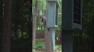 Male Downy Woodpecker Eating Suet and Singing [upl. by Lielos]