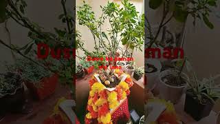 6 November 2024 indoor plants indoorplants decoration plants garden tips [upl. by Alver]