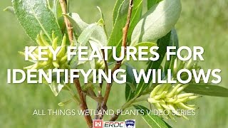 Key Features for Identifying Willows [upl. by Garcia771]