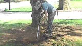 Tree Root Collar Excavation of Norway Spruce with Girdling Root [upl. by Nnahoj]