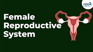 Female Reproductive System  Infinity Learn NEET [upl. by Xaviera]