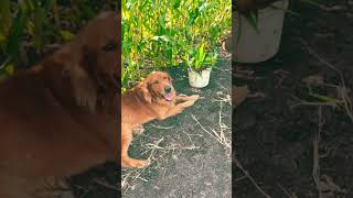 Picking vegetables from our garden youtubeshorts farmslife gardening fypシ゚viral animals [upl. by Anaitak]