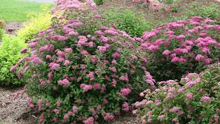 Pruning Spiraea in Early Spring [upl. by Mikel]