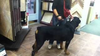 Big dog quotBlondiequot the 195 lb Rottweiler [upl. by Kunz]