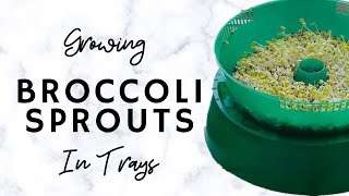 How To Grow Broccoli Sprouts In Trays with the Handy Pantry Sprouter [upl. by Ataynek]