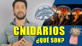 ¿Qué son los cnidarios [upl. by Bromley]