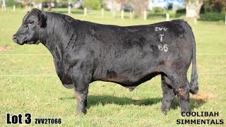 Lot 03 Coolibah Trooper ZVV2T066 [upl. by Danforth877]