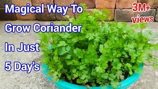 Magical way to Grow Coriander In just 5 Days  How to grow Coriander at home  Cilantro grow at home [upl. by Mchenry]