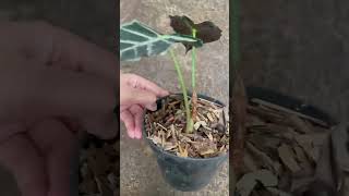 Alocasia parasol plants garden greennaturehousplants alocasia [upl. by Aihsekyw584]