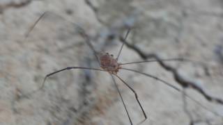 Harvestmen crawl around on sandy shore [upl. by Llekcir]