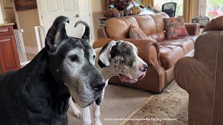 Fun Police Senior Great Dane Decides Playing With The Kids Is More Fun Than Policing The Fun [upl. by Dilks]