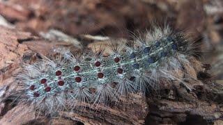 Lymantria dispar  Gypsy Moth  Schwammspinner [upl. by Adnilym]