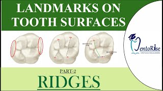 Landmarks on tooth surfaces Part2 RIDGES  Dental Terminology  Tooth landmarks  Dental Anatomy [upl. by Eibrik]