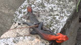 Blanfords Rock Agama mating at Rampachodavaram Andhra Pradesh India [upl. by Kev347]