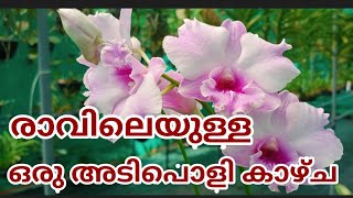 രാവിലെയുള്ള ഒരു അടിപൊളി കാഴ്ചDendrobium wave Pink from my garden [upl. by Eliason]