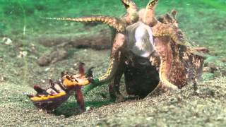 Mating Flamboyant Cuttlefish Lembeh Resort [upl. by Inek]