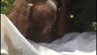 Another Baby Orangutan Found Without Mother [upl. by Frohne474]