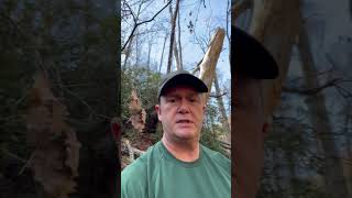 Tree damage on Lost Cove trail at the large campsite below Hunt Fish Falls chiefsholsters hiking [upl. by Andras419]