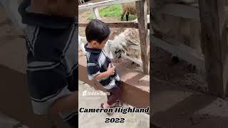 Cameron Highland 2022 [upl. by Yanrahc]