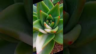 Echeveria Agavoides Variegata María suculentas [upl. by Ylaek623]