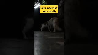 Cats Meowing Very Loudly  cat sounds to attract cats and dogs catmeow meowsounds meows [upl. by Ellinger915]