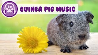 My Guinea Pig Wont Relax Soothing Music For Guinea Pigs [upl. by Adnorahc64]