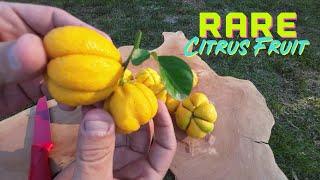 MOST Cold Hardy 🍋 LEMON In The World ❄️ Citremon • Lemon Trifoliate Hybrid 🍋 Fruit Review  Taste [upl. by Lail234]