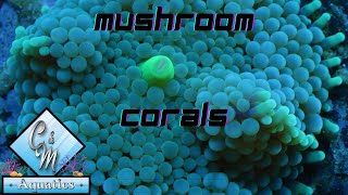 Mushroom coral care and tips [upl. by Enoch]