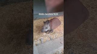 South American Tapir shorts youtubeshorts dublinzoo animalsanimal animallover tapir bushcow [upl. by Endora]