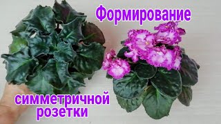 Формирование Фиалки Формирование розетки фиалокКогда можно Наглядно [upl. by Melina]