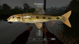 Russian Fishing 4 Winding Rivulet Gudgeon Trophy Tele [upl. by Eeltrebor]