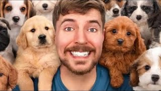 100 Köpek Sahiplendim  MrBeast Türkçe Dublaj [upl. by Inotna82]