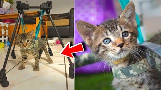 The veterinarian advised euthanizing the paralyzed kitten but he was given another chance [upl. by Ahsienet951]