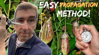 Propagate NEPENTHES pitcher plant the EASY Way In Less Than a Minute [upl. by Barthel]