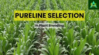 Breeding Better Crops The StepbyStep Guide to Pureline Development [upl. by Killion]