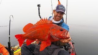 Kayak Fishing Red Rockfish in the Fog  FieldTrips West Coast  Field Trips with Robert Field [upl. by Ennirroc397]