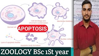 ZOOLOGY ll BSc 1st Year UNIT II APOPTOSIS [upl. by Parnas]