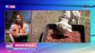 Crean refugio para perros y gatos en la Central de Abasto CDMX  Noticias con Crystal Mendivil [upl. by Mahon684]