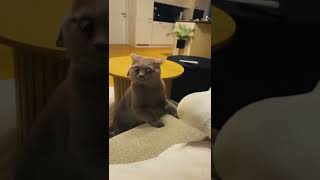 Are You READY for the CUTEST Cat Videos of 2024 [upl. by Aynad]