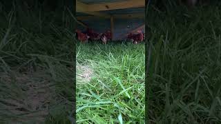 Pullets in chicken tractor [upl. by Simson792]