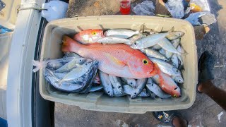 Igloo Full Of Fish From Deep Water Fishing In The Night Snappers amp Big Eye ScadGoggle Eyes [upl. by Aramit]