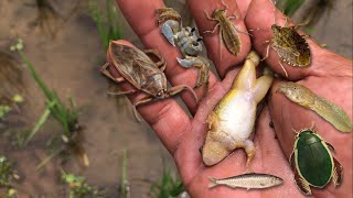 Hunting water bugs‼️giant water bug diving beetle dragonfly larvae crab frog tadpole baby fish [upl. by Mclyman852]