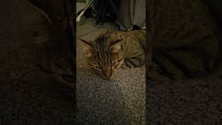 amp Reggie is still snoozing cat bengalcatlovers [upl. by Mccowyn533]