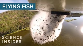 Why Utah Drops Fish Out Of Airplanes Into Their Mountain Lakes [upl. by Jacoby]